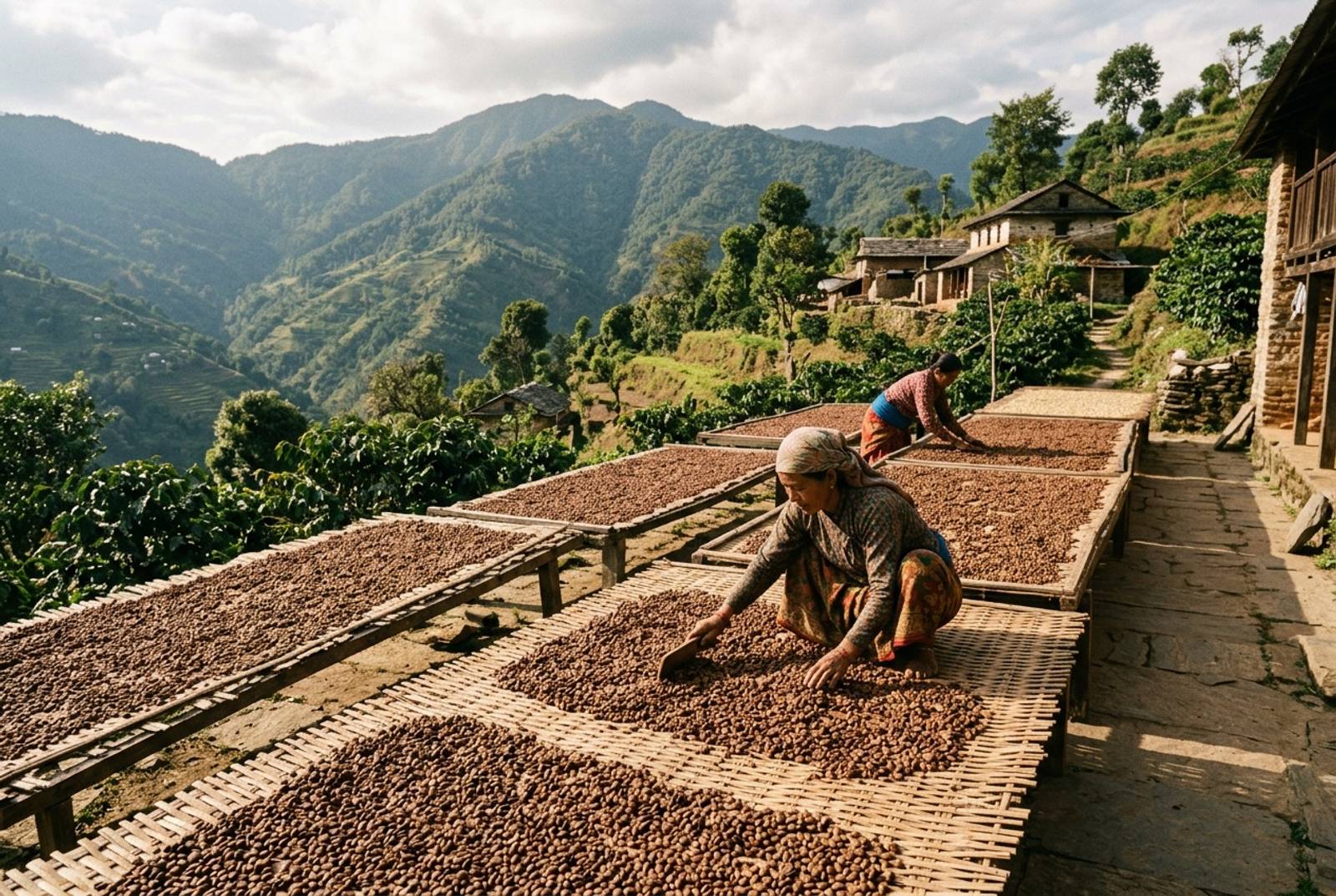 Coffee beans drying naturally